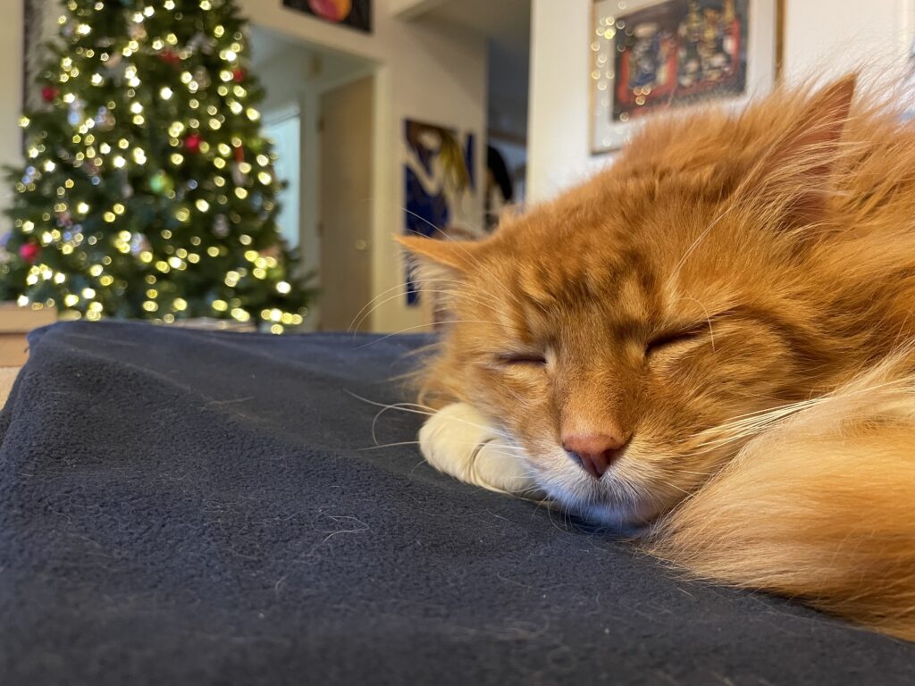On the left of the picture, blurred in the background, a christmas tree lit with white lights. In the foreground and the right of the image, a sleeping orange tabby cat named Captain Jack.